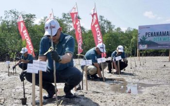 Honda Tanam 500 Mangrove: Jaga Pesisir Bangka Belitung